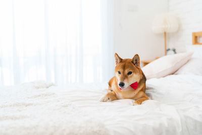 Portrait of dog sitting on bed at home