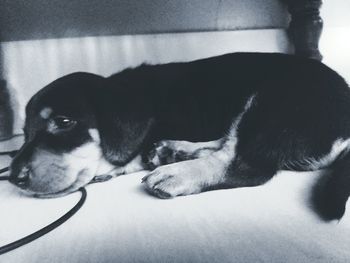 Close-up of dog lying on ground