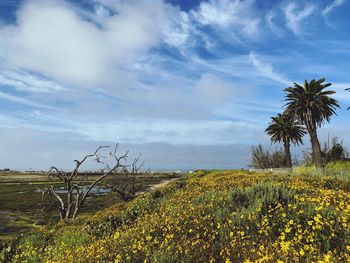 Scenic view of grassy field against sky