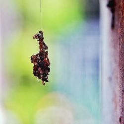 Close-up of dried hanging on plant