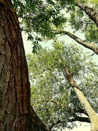 Low angle view of trees against sky