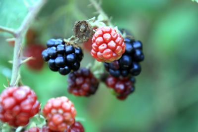 Close-up of berries growing on plant