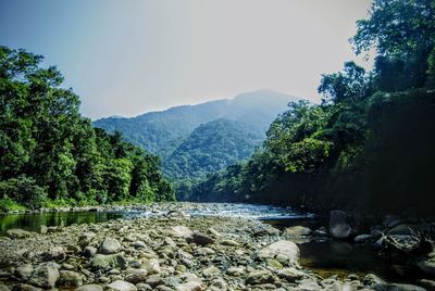 Scenic view of river in forest against clear sky