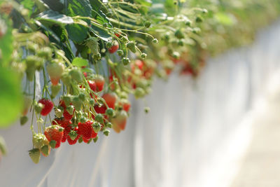 Close-up of red berries on plant