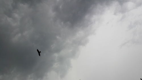 Low angle view of birds flying in sky