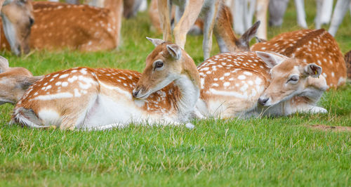 Sheep relaxing on field