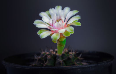 Close-up of potted plant against black background