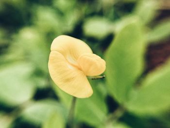 Close-up of flower blooming outdoors