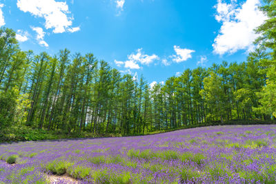 Scenic view of flowering plants and trees on field against sky