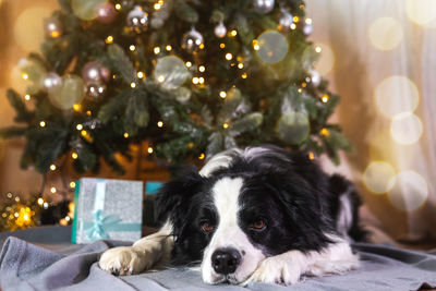 Dog by christmas tree