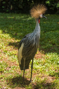 Full length of grey crowned crane standing on grass