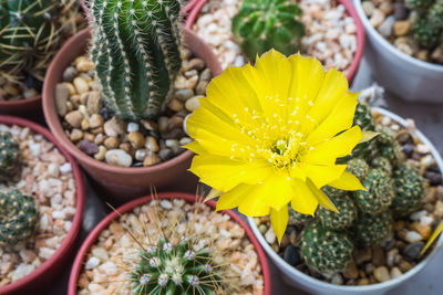 High angle view of potted plant for sale in market