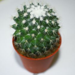 High angle view of cactus plant