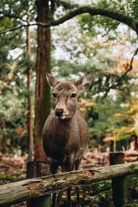 Portrait of an animal on tree