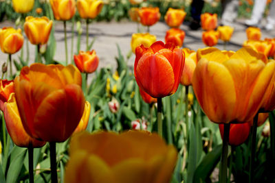 Close-up of orange tulips