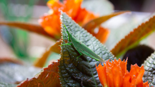 Close-up of orange flowering plant