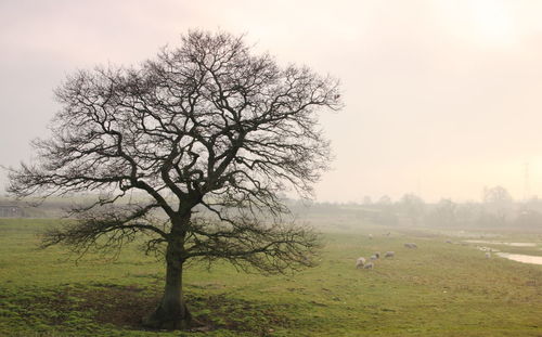 Bare trees on grassy field