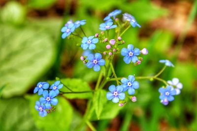 Close-up of purple flowering plant