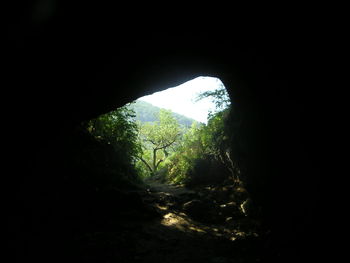 View of trees and mountain