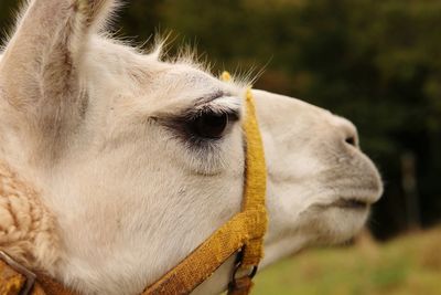 Close-up of a lama