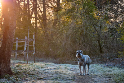 View of dog in forest