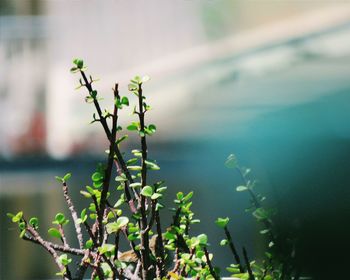 Close-up of plant against lake