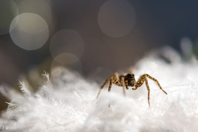 Close-up of spider