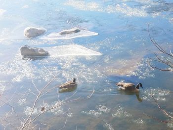 High angle view of dog swimming in lake during winter