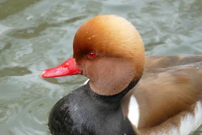 Close-up of duck swimming in lake