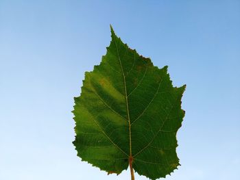 Close-up of leaf against clear blue sky