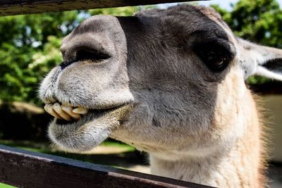 Close-up of a horse