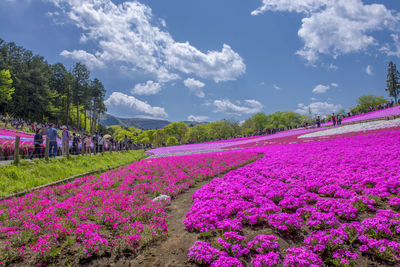 Pink flowering plants and trees on field against sky