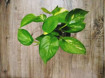 High angle view of leaves on table
