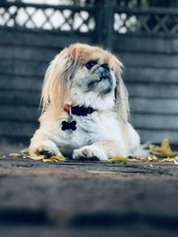 Portrait of dog sitting outdoors