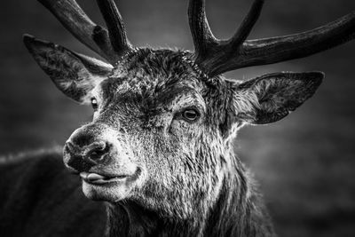 Close-up portrait of deer