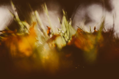Close-up of flowering plant leaves on field