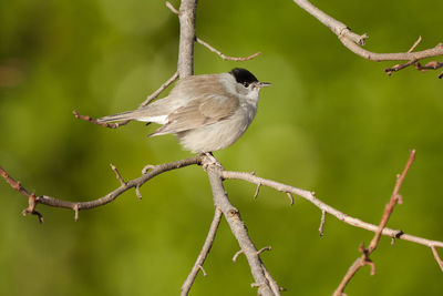 Close-up of bird perching on branch