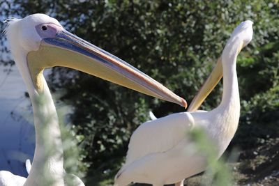 Close-up of pelican