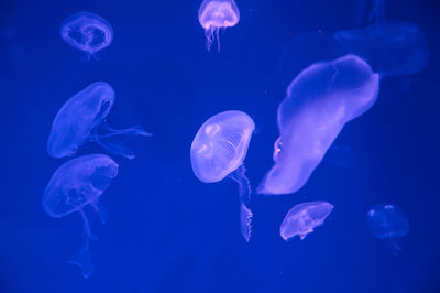 Close-up of jellyfish in sea