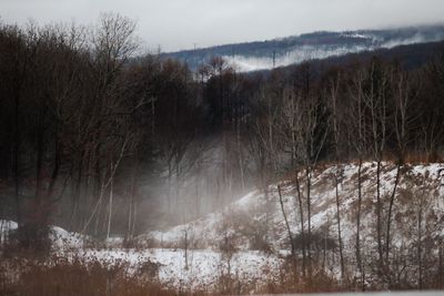 Scenic view of forest against sky during winter