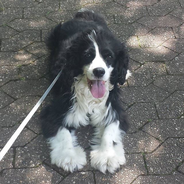 domestic animals, pets, animal themes, one animal, mammal, dog, looking at camera, portrait, high angle view, sitting, cute, animal hair, full length, street, no people, mouth open, sticking out tongue, outdoors, pampered pets, pet leash