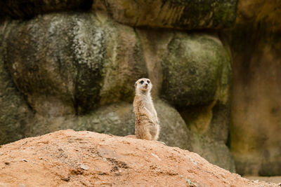 Meerkat looking away while rearing on rock