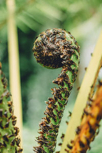 Close-up on plant