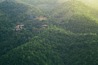 High angle view of trees on landscape