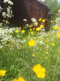 Yellow flowers blooming on field