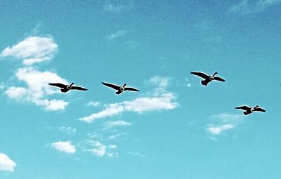 Low angle view of birds flying against blue sky