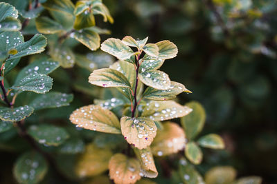 Close-up of plant