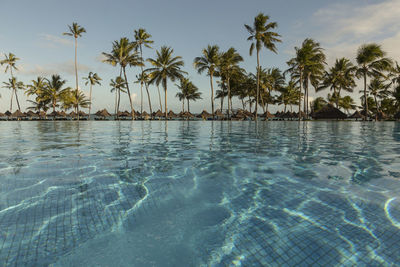 Palm trees by swimming pool against sky