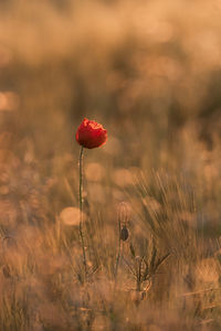 Close-up of poppy growing on field at sunrise 