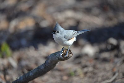 Close-up of bird perching on branch
